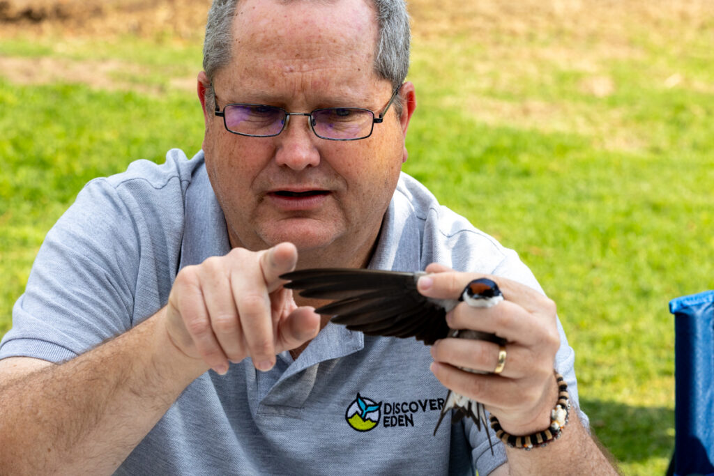 Bird-ringing demonstration with Mark Brown