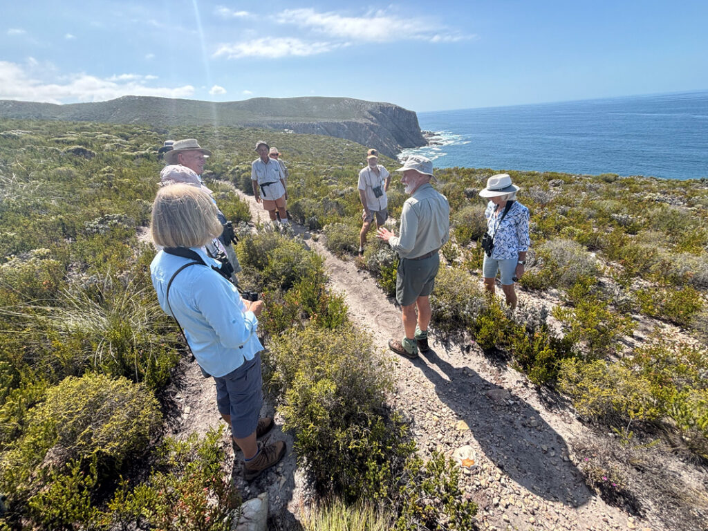 Slow Down, Look Up – Birding in Bitou