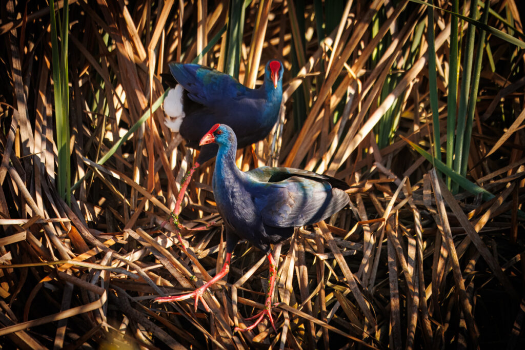 Two African Swamp Hens