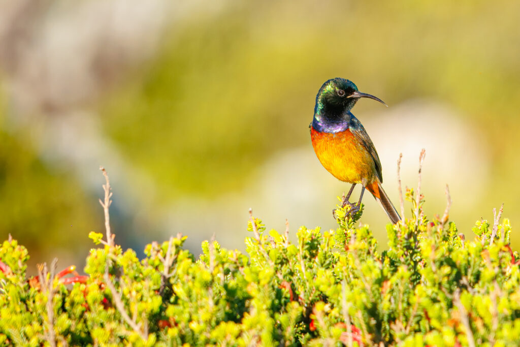 Orange-breasted Sunbird